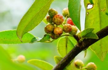 花椒_本草经疏 本草纲目 花椒