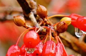 山茱萸_长沙药解 山茱萸药方