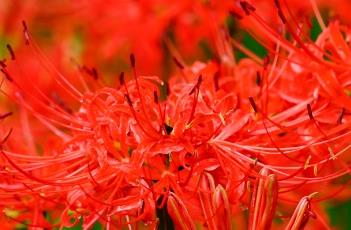 红花石蒜