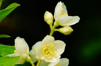 东北山梅花 东北山梅花