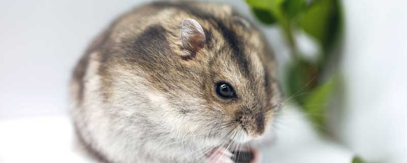 仓鼠饲养八大禁忌 仓鼠饲养八大禁忌仓鼠会咬人吗