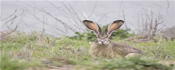 冬季野兔的活动规律（春夏秋冬的野兔活动规律）
