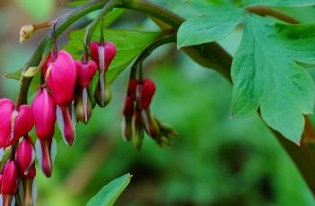 荷包牡丹（荷包牡丹什么时候种植最好）