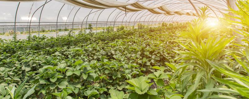 农民致富种植项目 农民致富种植项目简介