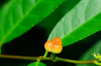 红背桂 红背桂花