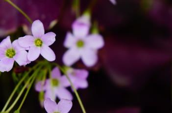 紫叶酢浆草（紫叶酢浆草的花语和寓意）