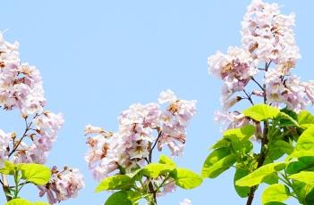 泡桐花（泡桐花开不寂寞阅读答案）