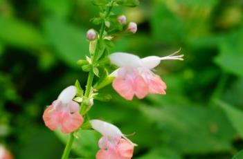 红花鼠尾草