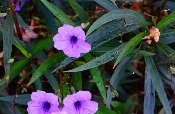 翠芦莉 翠芦莉