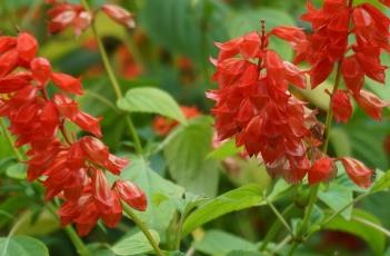 一串红（一串红什么季节开花）