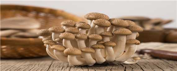 菌棒怎么养出蘑菇来 蘑菇菌棒怎么养殖