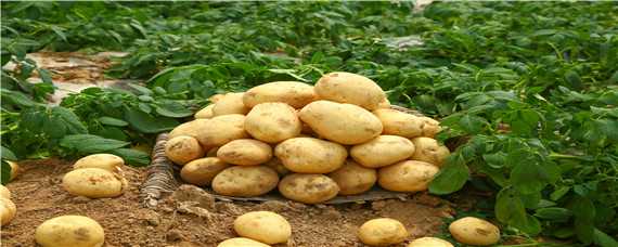 马铃薯种植技术和施肥管理