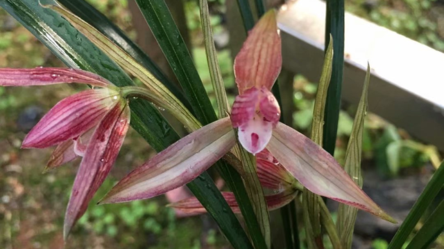 阳台蕙兰不开花怎么办 蕙兰不开花怎么回事
