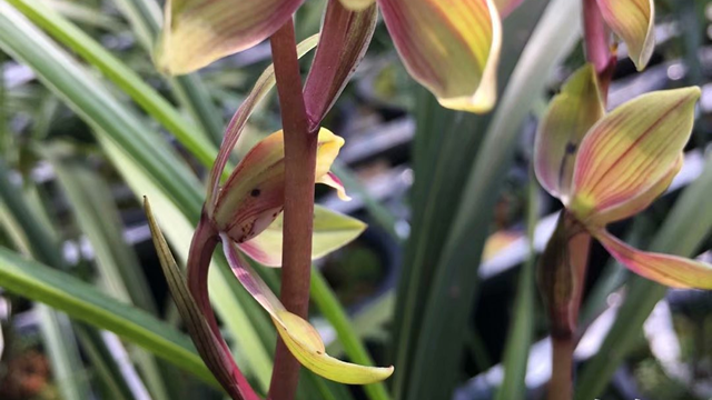 兰花种植管理技术（兰花种植管理技术视频）