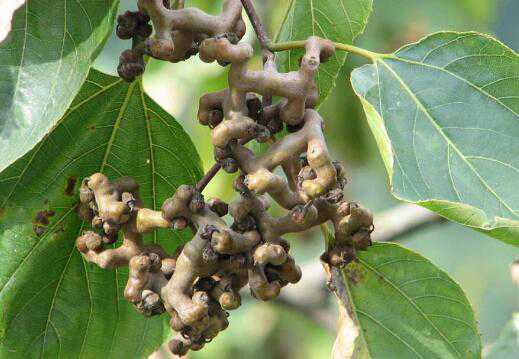 枳椇子的功效与作用及食用方法方式