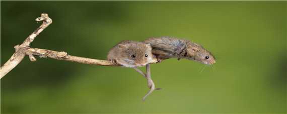 老鼠的繁殖能力有多强 老鼠的繁殖能力有多强呢