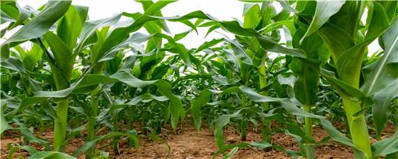 万盛69玉米种生长特性 万盛69玉米种的特征