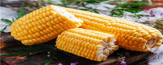 奥玉3111玉米品种介绍 奥玉3111玉米新品种