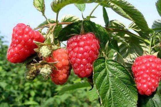 覆盆子和树莓的区别，覆盆子的功效 莓和覆盆子是一种东西吗