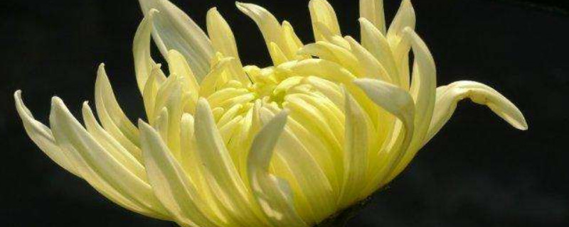 菊花的根部死亡怎么办 菊花死了根还能发芽吗