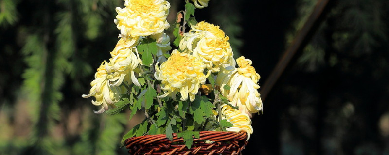 盆栽菊花怎样修剪（菊花怎样修剪栽培）