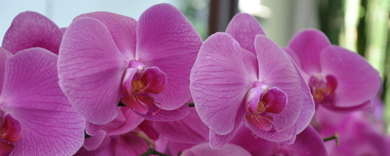 蝴蝶兰花苞蔫了还能再长出来吗(蝴蝶兰花苞挺大不开花蔫了)