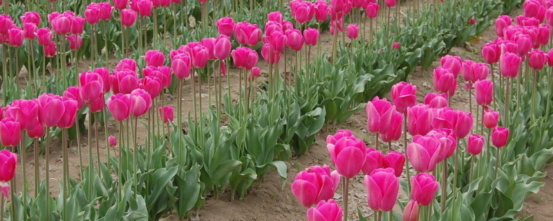 郁金香根球什么时候播种 郁金香的种球什么时候播种
