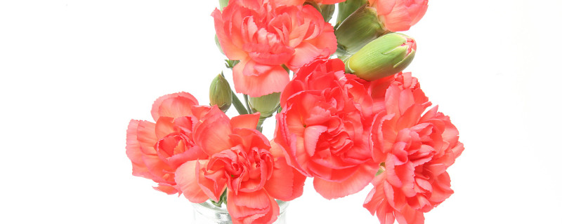 康乃馨如何留种子（康乃馨种子怎么栽种）