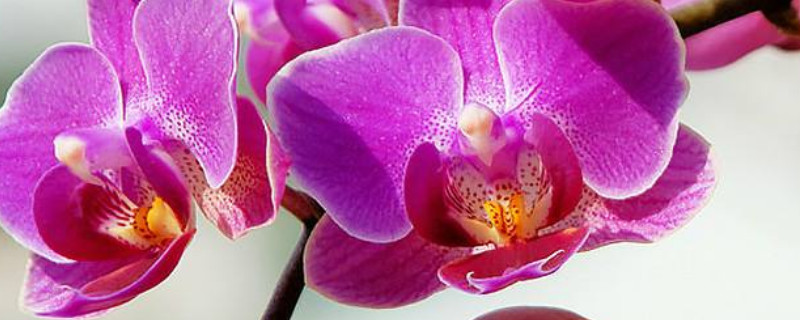 蝴蝶兰叶子掉了还能活吗 蝴蝶兰剩一片叶子还能活吗