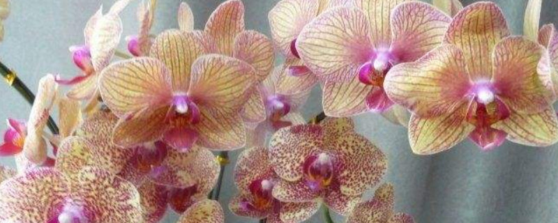 蝴蝶兰杂交注意事项（蝴蝶兰繁殖方法和注意事项）