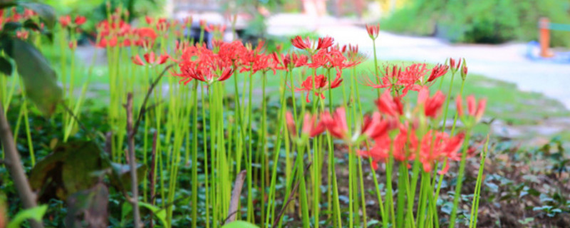 怎么给彼岸花施肥 彼岸花如何浇水