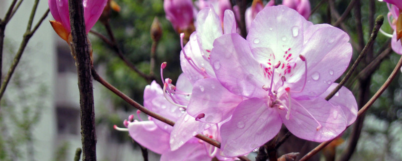 哪些杜鹃花的种类比较耐寒 耐寒杜鹃花品种有哪些