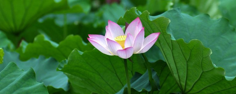 荷花有没有种子 荷花的种子叫啥