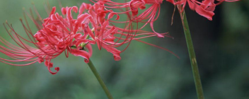 彼岸花什么时候可以移盆（彼岸花什么时候换盆）