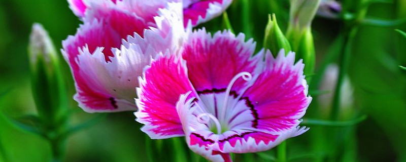 康乃馨怎么养了一个多月就黄了（康乃馨花期过了还可以养吗）