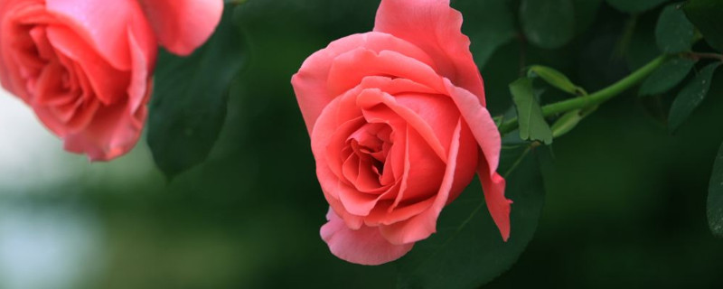 为什么月季花叶子会蔫了 月季花叶子花蔫了怎么办