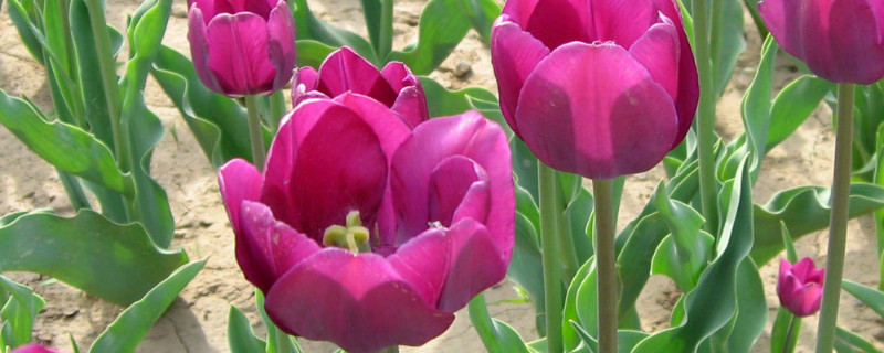 郁金香种球发霉了怎么办（郁金香种球发霉一块还能种么）