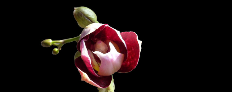 蝴蝶兰喜欢冷还是热 蝴蝶兰怕热还是怕冷