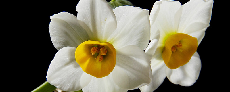 水仙买回来怎么处理（刚买回的水仙怎么水养）