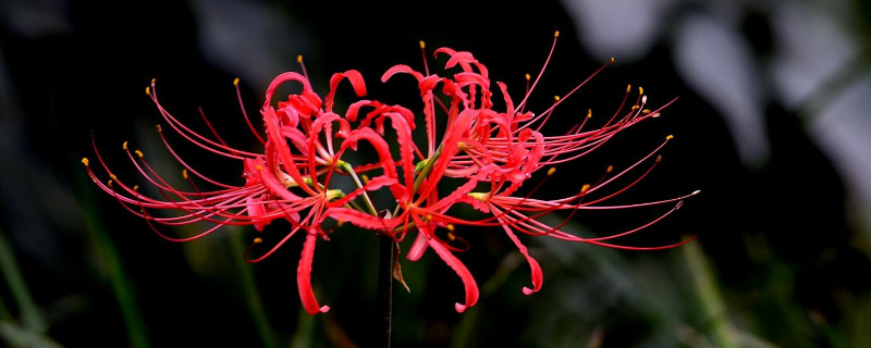 彼岸花要休眠多久才能开花（彼岸花多久可以开花）