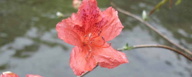 杜鹃花秋天会落叶吗（杜鹃花秋天掉叶子这正常吗）