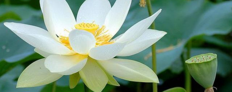 矮盆可以种荷花吗（花盆种荷花）