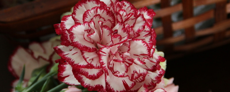 康乃馨可以和玫瑰一起水养吗 玫瑰和康乃馨可以放在一起养吗