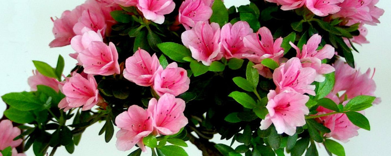 杜鹃花盆景怎么养护 盆栽杜鹃花如何养护