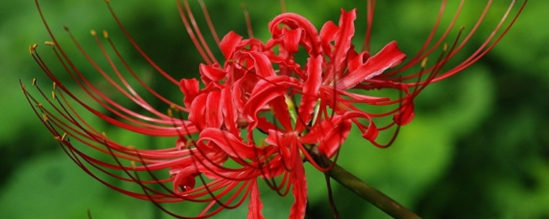 彼岸花叶子枯了是不是就要开花了