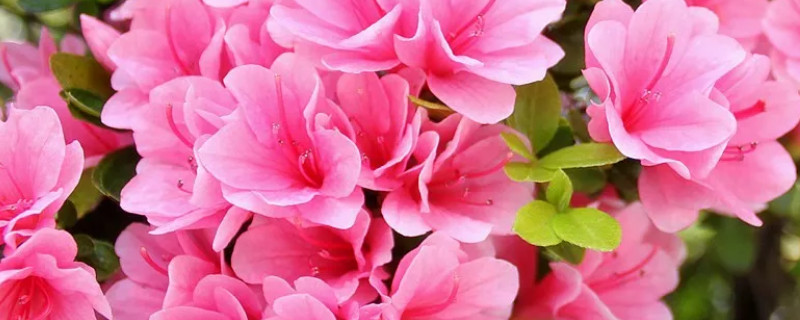 杜鹃花能长成大树吗（杜鹃生长多久才长成树）