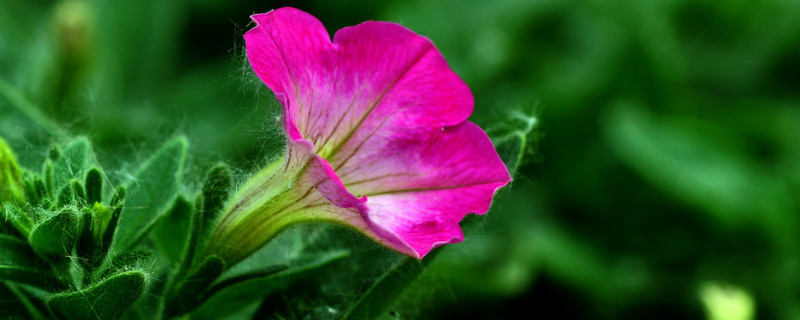 牵牛花是怎么往上爬的（牵牛花是怎么往上爬的动作描写）