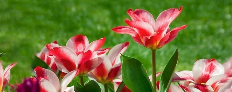 郁金香夏天还可以水培吗 郁金香花期多久水培