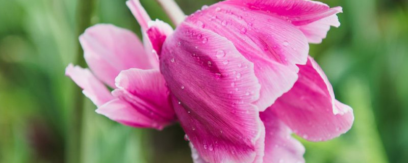 郁金香根部要不要修剪 郁金香开花后怎么修剪