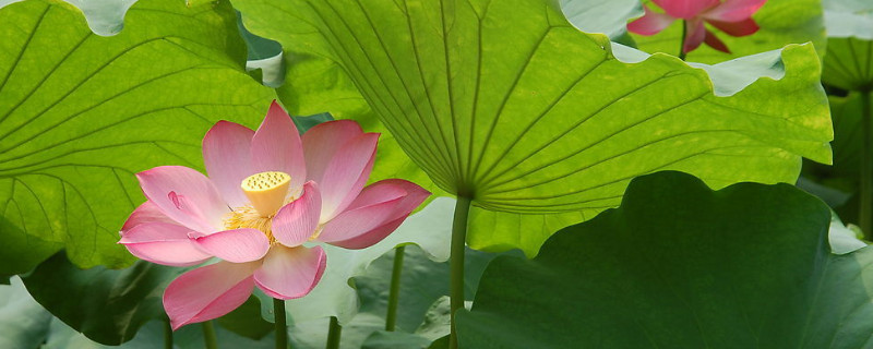 荷花是什么季节开的（荷花是什么季节开的答案）